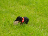Zoom